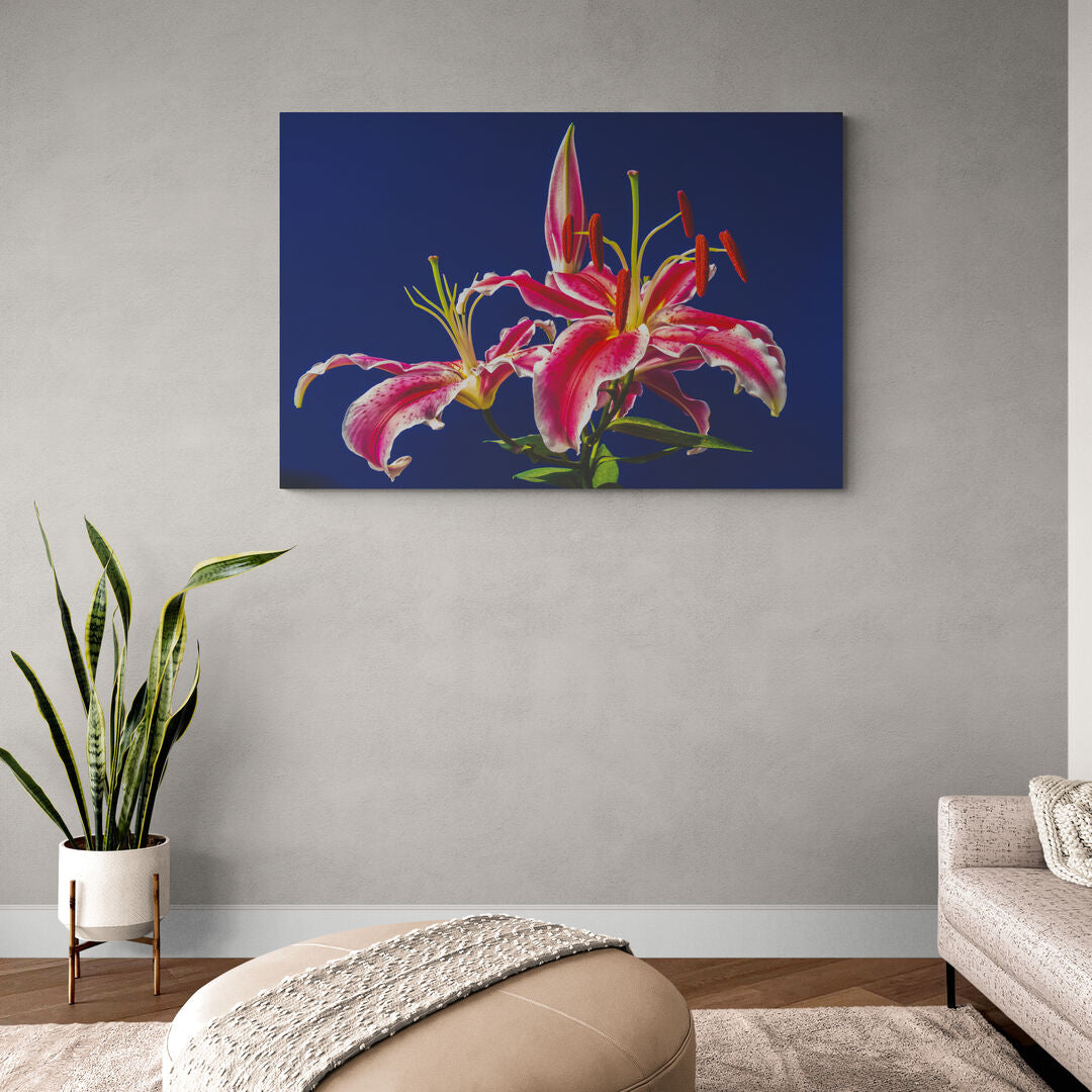 Fleure rose sur fond bleu