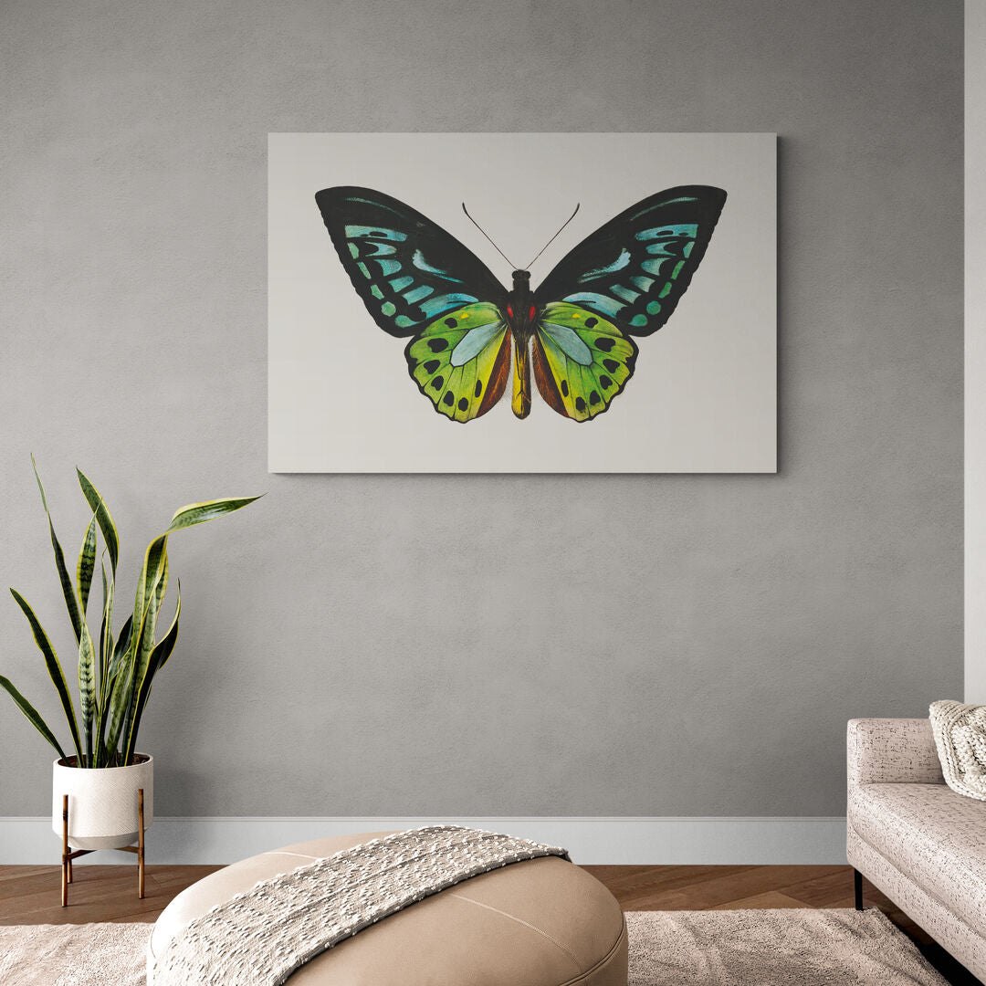 Papillon vert