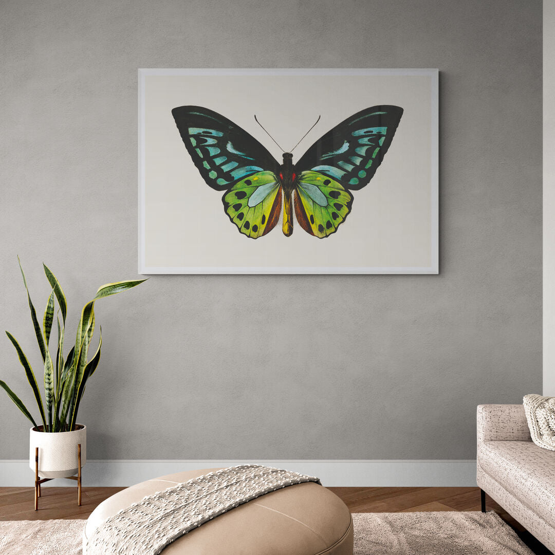 Papillon vert
