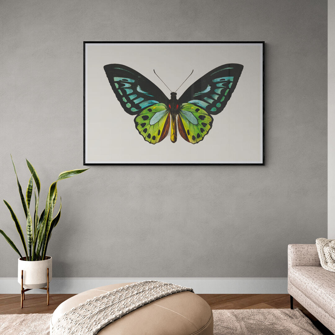 Papillon vert