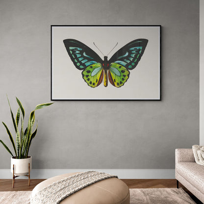 Papillon vert
