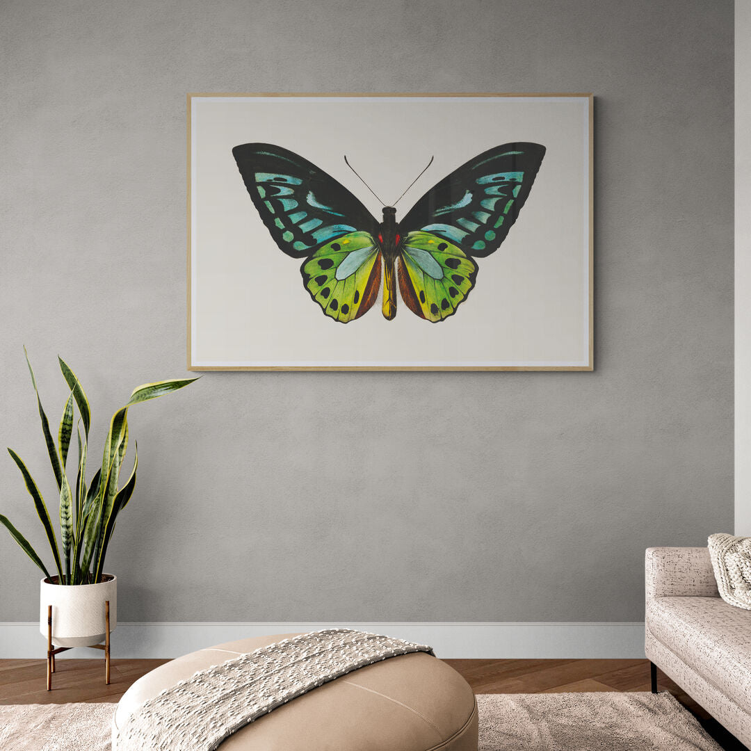 Papillon vert